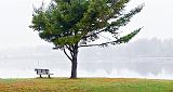 Canalside Bench & Tree_P1210997-9